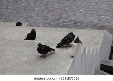 gray (grey) and black pigeons roosting on concrete steps - Powered by Shutterstock