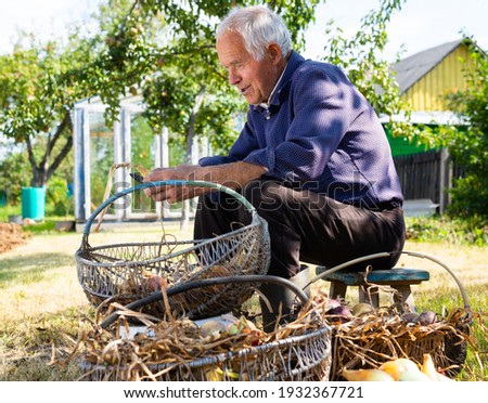 gray haired old man picking onion harvest from vegetable garden in village
