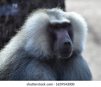 A Gray Hairy Baboon Is Deep In Thought At The Phoenix Zoo.