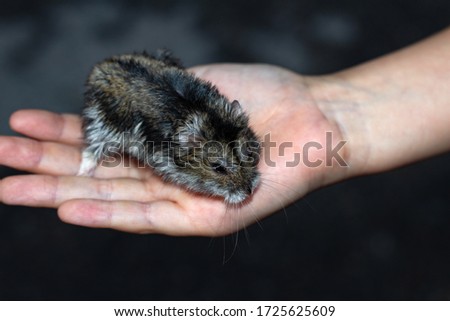 Similar – safe Animal Bird Chaffinch