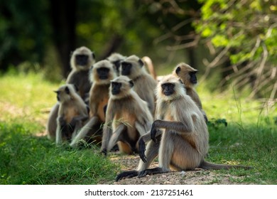 Gray or Hanuman langurs or indian langur or monkey family or group during outdoor jungle safari at ranthambore national park or forest reserve rajasthan india - Semnopithecus