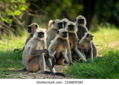 Gray or Hanuman langurs or indian langur or monkey family or group during outdoor jungle safari at ranthambore national park or tiger reserve forest rajasthan india - Semnopithecus