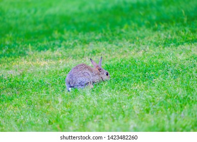 Gray hare in the grass in the forest.