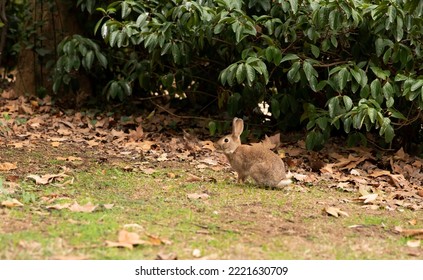 A Gray Hare Is Hiding In A Bush. Animal In Nature. Place For Text