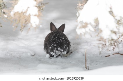 Gray Hare In The Winter Forest