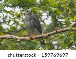 Gray Hawk, Buteo plagiatus