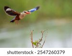 Gray headed kingfisher with a catch