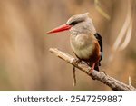 Gray headed kingfisher in Tanzania