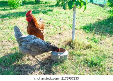 A Gray Hen Drinks Water From An Old Kettle In The Garden. Farm Poultry