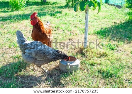 A gray hen drinks water from an old kettle in the garden. Farm poultry