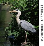 Gray heron