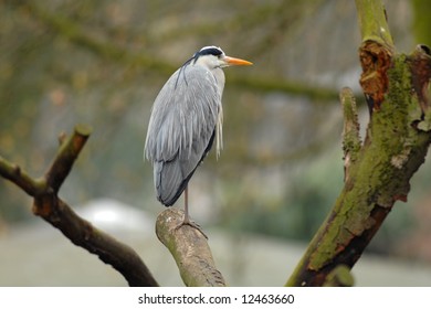 gray heron - Shutterstock ID 12463660