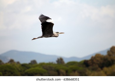 gray heron