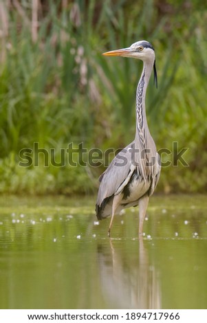 Gray heron (Ardea cinerea) photo of this big gray wading bird in his natural habitat. Bird standing in water. Background consist of wall of green reed. Diffused green background. Scene from wild natur