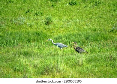 Gray heron (Ardea cinerea) and Purple heron (Ardea purpurea) feed in a meadow near a small steppe river. The Gray heron froze in the pose of waiting for the victim Northern Black Sea Region