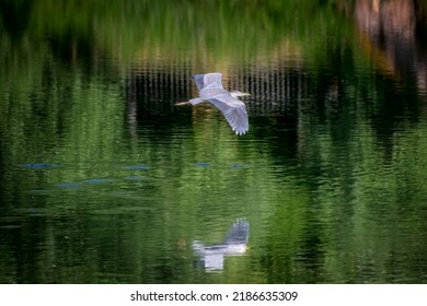 Gray heron, bird belonging to the Ardeidae family. The heron as it takes flight over the green waters of the lake.