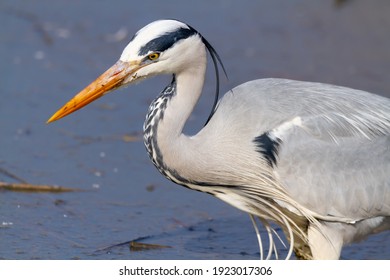 gray heron in fishing ponds and marshes europe italy