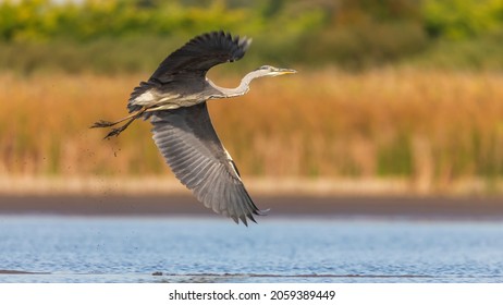 Gray Heron flies over the lake.