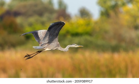 Gray Heron flies over the lake.