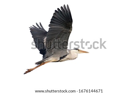 Image, Stock Photo Gray heron in flight