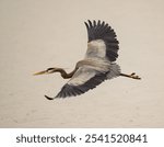 A gray heron flying over a pond