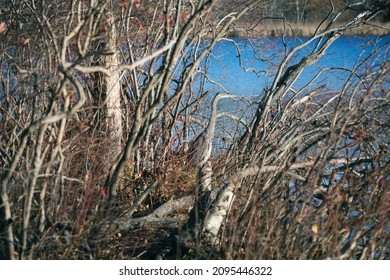 Gray Heron Hiding Between Branches In Freshwater Marsh, Needham, Massachusetts