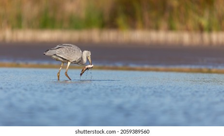 Gray Heron hunts for fish in the lake.