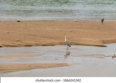 Gray Heron On The Sand In The Shallow River