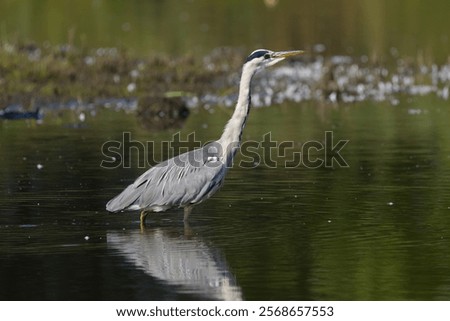 Similar – Image, Stock Photo Gray heron Heron Bird