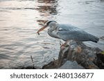 Gray heron sitting by a river in the big city