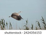 The gray heron, a species of large wading bird, is found in the Danube Delta region