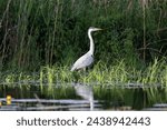 The gray heron, a species of large wading bird, is found in the Danube Delta region