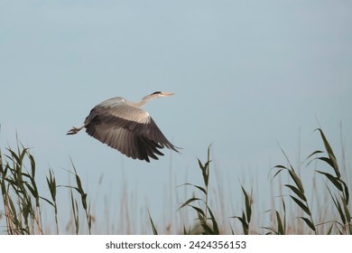 The gray heron, a species of large wading bird, is found in the Danube Delta region - Powered by Shutterstock