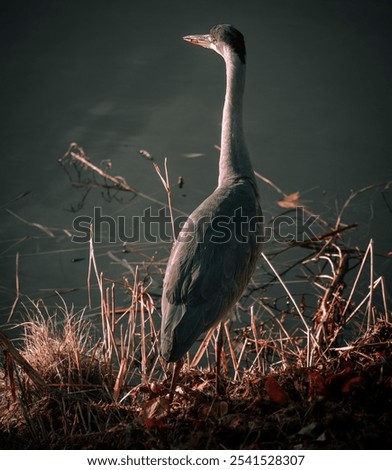 Foto Bild Reiherlei Umwelt Natur