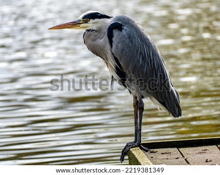 A gray heron stands on a pier over the water ストックフォト © 