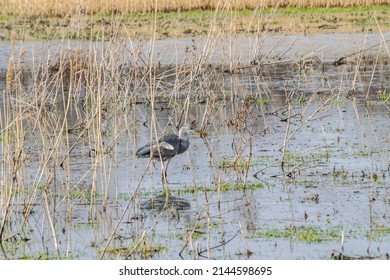 A gray heron stands in the water in a swamp among marsh sedge, selective focus. Large wading birds. 