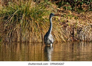 The Gray Heron Was A Surprise Guest Early In The Morning At The Forest Lake. 