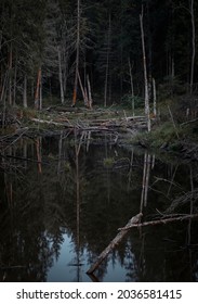 Gray Heron In A Swamp In A Dark Dense Scary Northern Forest