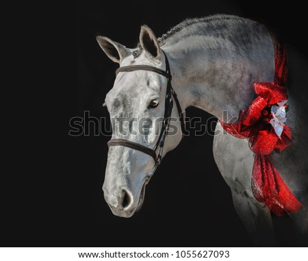 Gray Holsteiner Mare