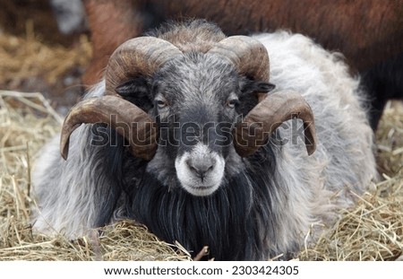 Gray horned Heidschnucke, male sheep animal, well-fed with symmetrically truncated horns