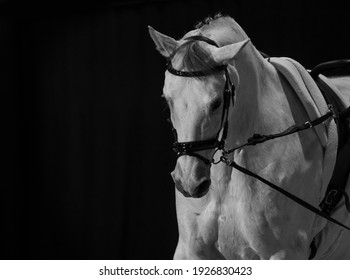 Gray horse in amunition indoors, black and white photo