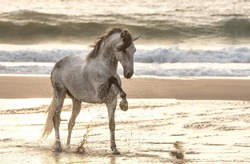 A Gray Horse Beats With Its Hoof On The Water At Sea.