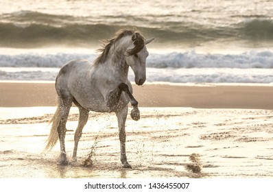 A gray horse beats with its hoof on the water at sea. - Powered by Shutterstock