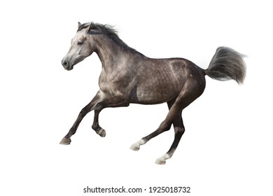 Gray Horse Cutout On White Background