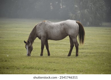 Gray Horse Grazing - Close Up - Powered by Shutterstock