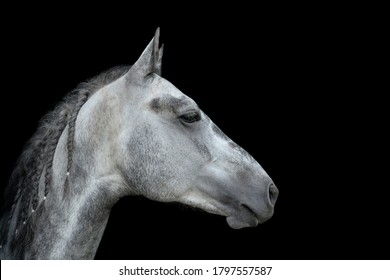 Gray Horse portrait close up isolated on black background. The Orlov Trotter horse portrait.