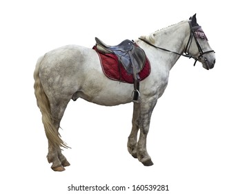 Gray Horse With The Saddle On The Isolated Background