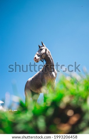 A gray horse standing on a grass mountain,  admiring the landsca