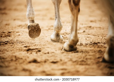 A gray horse walks through the arena, stepping with unshod hooves on the sand and kicking up dust with them. Equestrian sports. Horse riding. - Shutterstock ID 2030718977