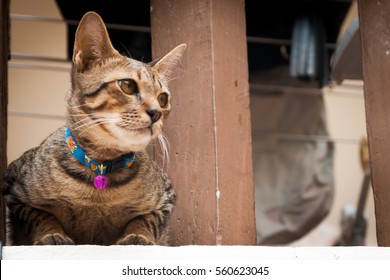 Gray House Cat In The Collar